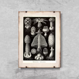 Plakat retro do salonu Grzyby morskie Ernst Haeckel - Plakaty - miniaturka - grafika 1