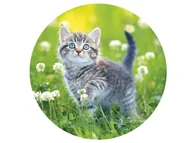 Ciasta i półprodukty do ciast - Dekoracyjny opłatek tortowy Kotek - 20 cm - miniaturka - grafika 1