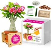 Nasiona i cebule - Zestaw do uprawy bonsai RÓŻA PUSTYNI drzewko kwiat - miniaturka - grafika 1