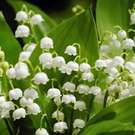 Nasiona i cebule - Konwalia majowa biała dobrze ukorzeniona (Convallaria majalis) Doniczka 1L - miniaturka - grafika 1