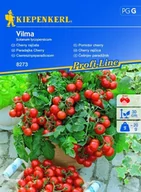 Nasiona i cebule - Pomidor Cherry Vilma – Kiepenkerl - miniaturka - grafika 1