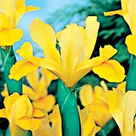 Nasiona i cebule - Irys Holenderski Golden Harvest 10 szt cebulki - miniaturka - grafika 1
