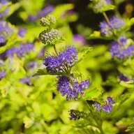 Kwiaty doniczkowe - Barbula klandońska 'Worcester Gold' (Caryopteris clandonensis) Doniczka 2L - miniaturka - grafika 1