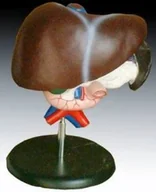 Pomoce naukowe - Wątroba człowieka z trzustką i dwunastnicą - miniaturka - grafika 1