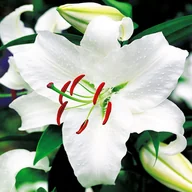 Nasiona i cebule - Lilia Orientalna Casablanca 1 szt cebulki lilii - miniaturka - grafika 1