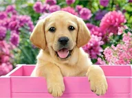 Zabawki kreatywne - ZESTAW HAFT DIAMENTOWY, OBRAZ, MOZAIKA PIESEK - miniaturka - grafika 1