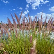 Trawy i trawniki - Rozplenica japońska 'Moudry' (Pennisetum alopecuroides) Doniczka 2.0L - miniaturka - grafika 1