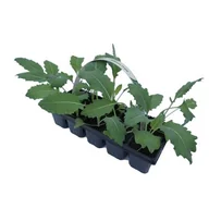 Kwiaty doniczkowe - Kalarepa 10-pak, wys.15 cm - miniaturka - grafika 1