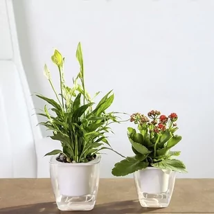 Blumfeldt Samonawadniająca do kwiatów i roślin- mała - Donice - miniaturka - grafika 1