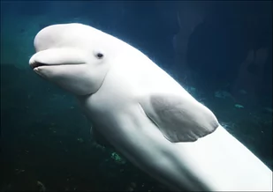 Baluga Whales at Mystic Aquarium, Carol Highsmith - plakat 91,5x61 cm - Plakaty - miniaturka - grafika 1