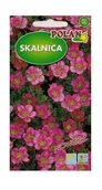 Nasiona i cebule - Skalnica różowa 0,1 g POLAN - miniaturka - grafika 1