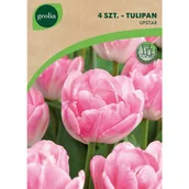 Nasiona i cebule - Tulipan Up Star 11/12 4szt. Cebulki kwiatów Geolia - miniaturka - grafika 1