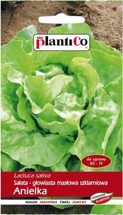NASIONA Sałata Szklarniowa Masłowa Anielka 1g PLANTICO 404038 - Nasiona i cebule NASIONA Sałata Szklarniowa Masłowa Anielka 1g PLANTICO 404038 - Nasiona i cebule - miniaturka - grafika 1