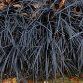 Nasiona i cebule - Konwalnik płaskopędowy 'Nigrescens' (Ophiopogon) Czarna Trawa Niger Poj. 1L - miniaturka - grafika 1