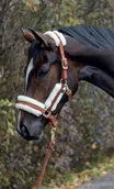 Kantary dla koni - Covalliero Kantar z futerkiem AW 22/23 - miniaturka - grafika 1