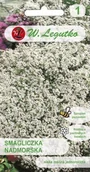 Nasiona i cebule - Nasiona Smagliczki nadmorskiej Biała 0,5g Legutko - miniaturka - grafika 1