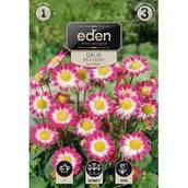 Nasiona i cebule - Dalia karłowa balkonowa Sweetheart 1 sztuka Eden - miniaturka - grafika 1