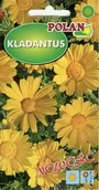 Nasiona i cebule - Kladantus Żółty 0.1 g POLAN - miniaturka - grafika 1