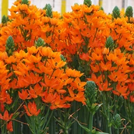 Nasiona i cebule - Ornithogalum Śniedek Wątpliwy Dubium Geel 5 szt - miniaturka - grafika 1