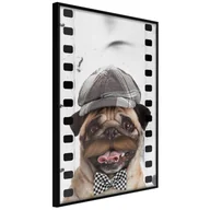 Plakaty - Plakat - Przebrany mops (rozmiar 40x60, wykończenie Rama złota z passe-partout) - miniaturka - grafika 1