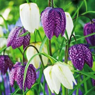 Nasiona i cebule - Fritillaria Meleagris Szachownica Kostkowata 10 szt cebulki szachownicy - miniaturka - grafika 1