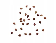 Nasiona i cebule - Nasiona Poziomka Rugia całoroczna soczysta słodka - miniaturka - grafika 1