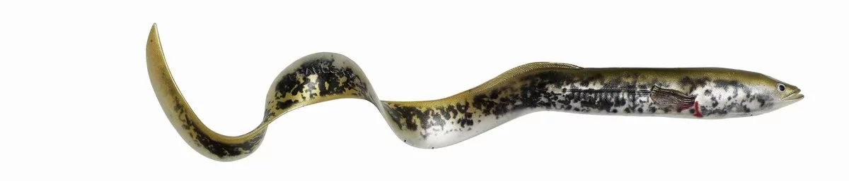 Guma Twister Węgorz Savage Gear 3D Real Eel 15cm