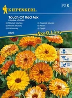 Nasiona i cebule - Kiepenkerl Nagietek lekarski Touch Of Red Mix Calendula officinalis 102342 - miniaturka - grafika 1