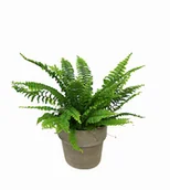 Kwiaty doniczkowe - Paproć nephrolepis Boston Blue Bell P12 - miniaturka - grafika 1