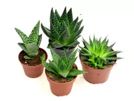 Kwiaty doniczkowe - ALOES -  ZESTAW  4 szt  12-15 cm  mix nr 2 - miniaturka - grafika 1