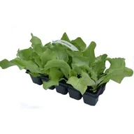 Kwiaty doniczkowe - Sałata 10-pak - miniaturka - grafika 1
