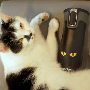 Contigo Kubek termiczny West Loop 2.0 470ml- Cat Eyes 2095800-CATEYES - Kubki termiczne - miniaturka - grafika 1