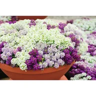 Kwiaty doniczkowe - Lobularia - miniaturka - grafika 1