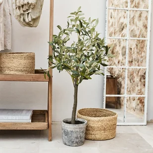 Dekoracyjna roślina doniczkowa Mariuccia - Sztuczne kwiaty - miniaturka - grafika 1