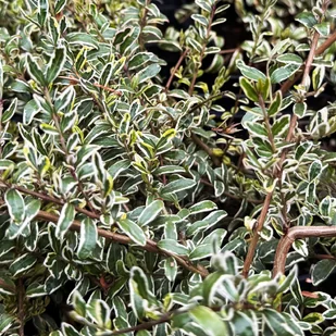 Suchodrzew mirtolistny 'Silver Beauty' (Lonicera nitida) Doniczka 2.0L - Kwiaty doniczkowe Suchodrzew mirtolistny 'Silver Beauty' (Lonicera nitida) Doniczka 2.0L - Kwiaty doniczkowe - miniaturka - grafika 1