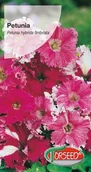 Nasiona i cebule - Nasiona Petunia fryzowana (strzępiasta) Koronkowy Welon - Torseed - miniaturka - grafika 1