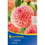 Nasiona i cebule - Dalia Sebastian - miniaturka - grafika 1