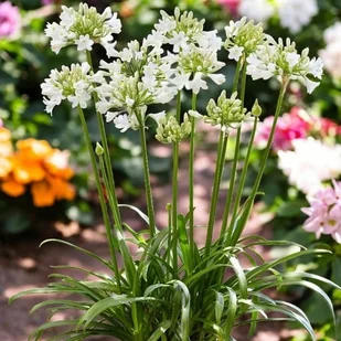 Agapanthus Agapant Polar Ice 1 szt. doniczka P9 - Nasiona i cebule - miniaturka - grafika 1