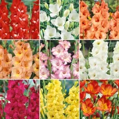 Nasiona i cebule - Cebulki kwitnące latem XL Geolia - miniaturka - grafika 1