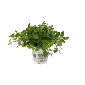 Kwiaty doniczkowe - Oregano don 12 cm - miniaturka - grafika 1