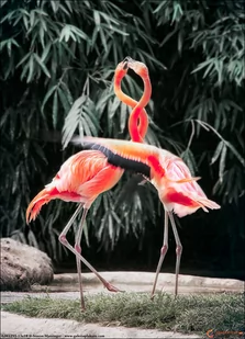 Plakat, Tańczące flamingi, 21x29,7 cm - Plakaty - miniaturka - grafika 1