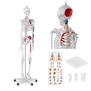 Physa Szkielet człowieka - model anatomiczny - 180 cm PHY-SK-2 - Pomoce naukowe - miniaturka - grafika 1