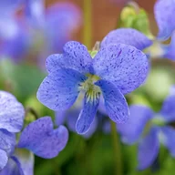 Nasiona i cebule - Fiołek motylkowaty 'Dark Freckles' (Viola sororia) Doniczka 1.0L - miniaturka - grafika 1