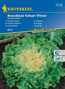 Endywia Breedblad Volhart Winter 8131 (St) - Nasiona i cebule - miniaturka - grafika 1