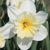 Nasiona i cebule - Narcyz wielkoprzykoronkowy polski Ice Follies 5 szt. Narcyzy Cebule Cebulki - miniaturka - grafika 1