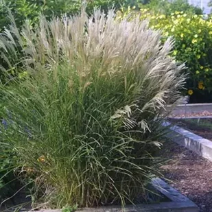 Miscanthus Miskant chiński Silberspinne 1 szt. doniczka P9 - Trawy i trawniki - miniaturka - grafika 1
