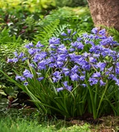 Nasiona i cebule - Hiacyntowiec Zwyczajny Non-Scripta 5 szt cebulki - miniaturka - grafika 1