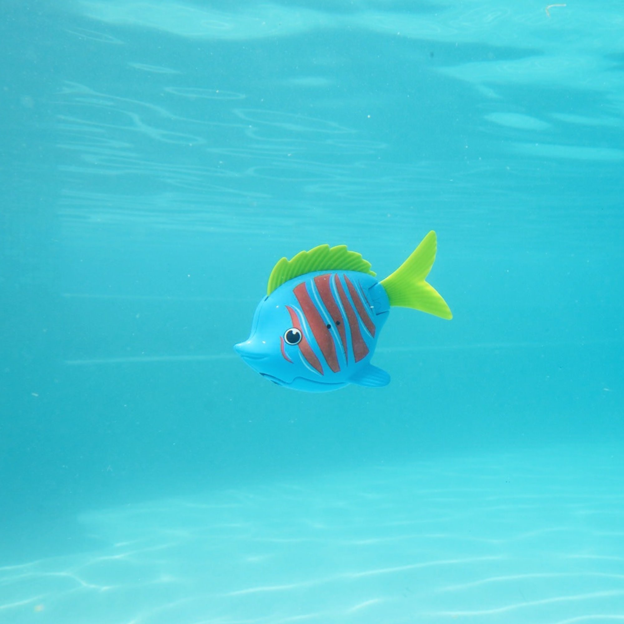 Rainbow Reef Fish - Beta Fish