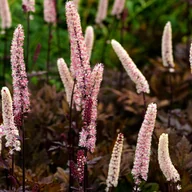 Nasiona i cebule - Świecznica pluskwica 'Carbonella' (Actaea simplex) Duża sadzonka poj. P14 - miniaturka - grafika 1