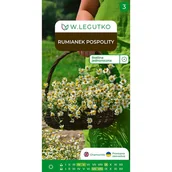 Nasiona i cebule - Rumianek pospolity Matricaria chamomilla nasiona ziół W.Legutko - miniaturka - grafika 1